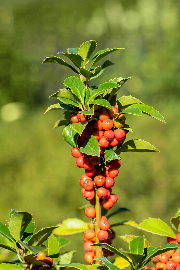 Ilex meserveae 'Heckenfee'®(s)