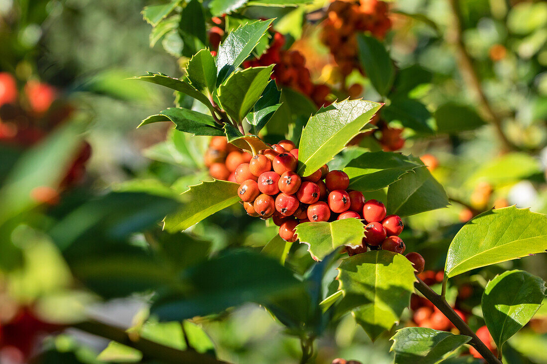 Ilex meserveae 'Heckenfee'®(s)