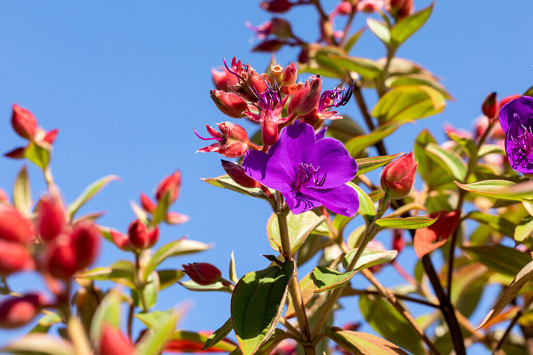 Tibouchina urvilleana