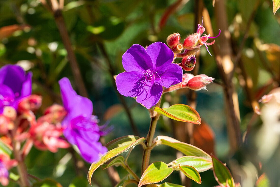 Tibouchina urvilleana