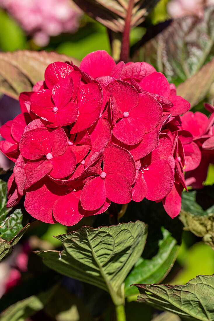 Hydrangea macrophylla 'Merveille Sanguine'