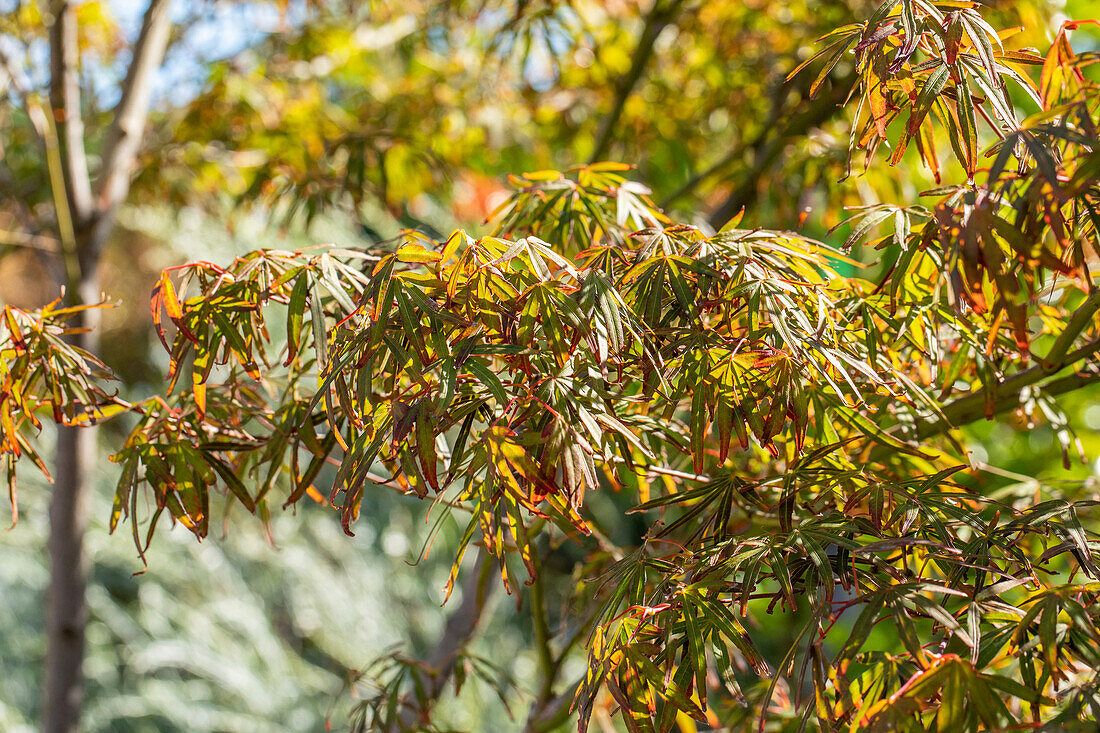 Acer palmatum 'Atrolineare' (Atrolineare)