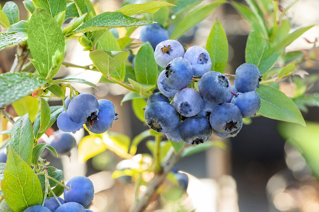 Vaccinium corymbosum 'Bluecrop'