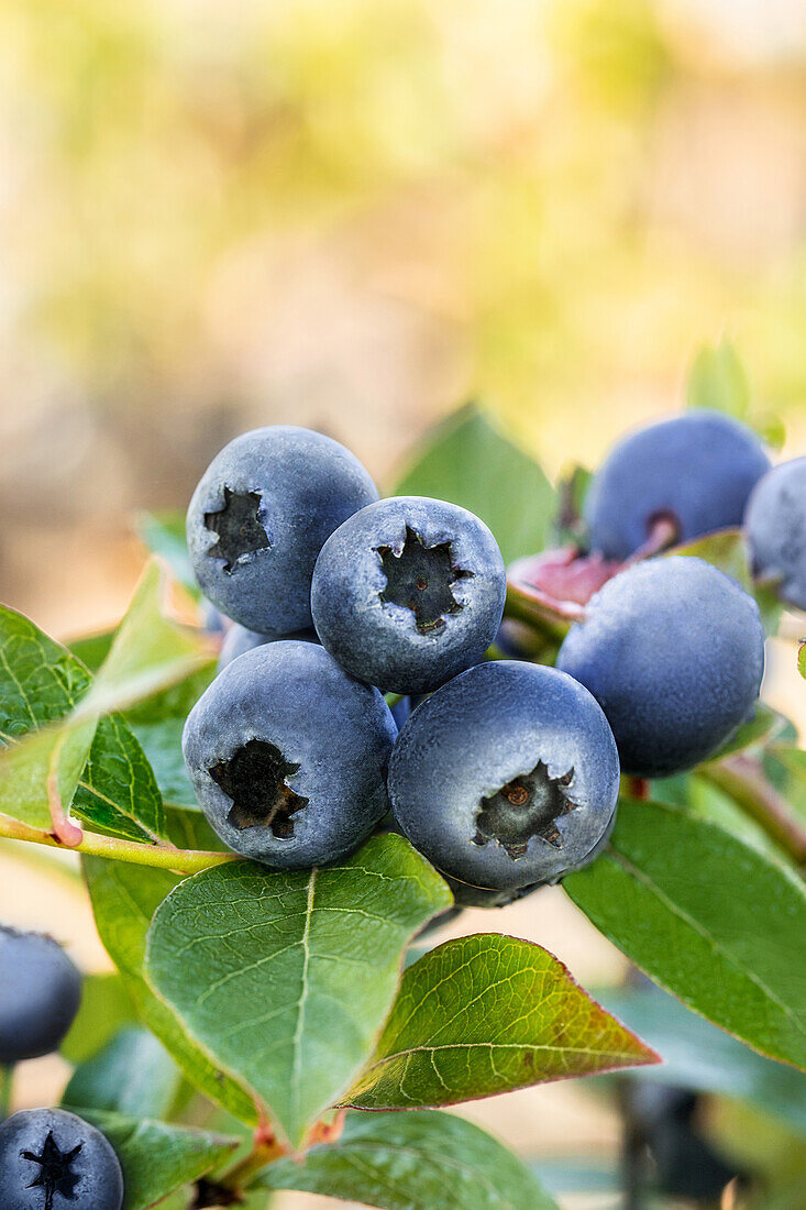 Vaccinium corymbosum 'Bluecrop'