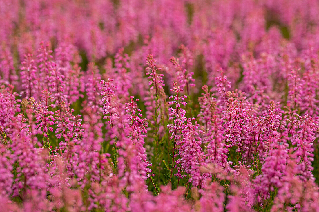 Erica spiculifolia