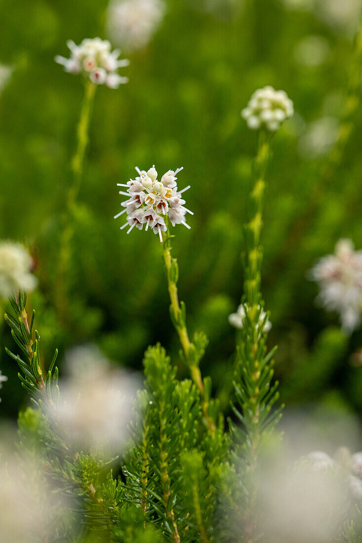 Erica spculifolia 'Raika Hachmann'