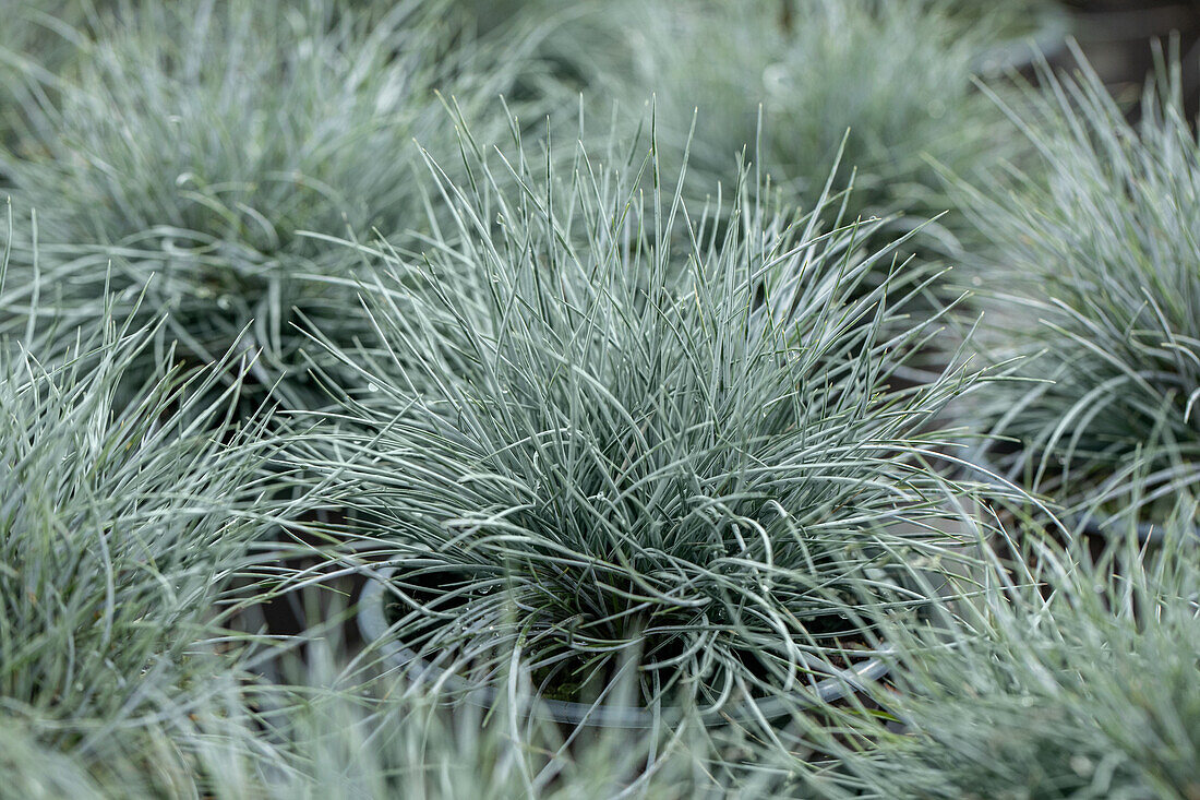 Festuca cinerea 'Glauca