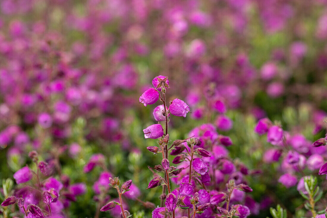 Daboecia cantabrica 'Rieke'