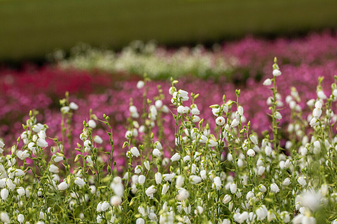 Daboecia cantabrica 'Alberta White'