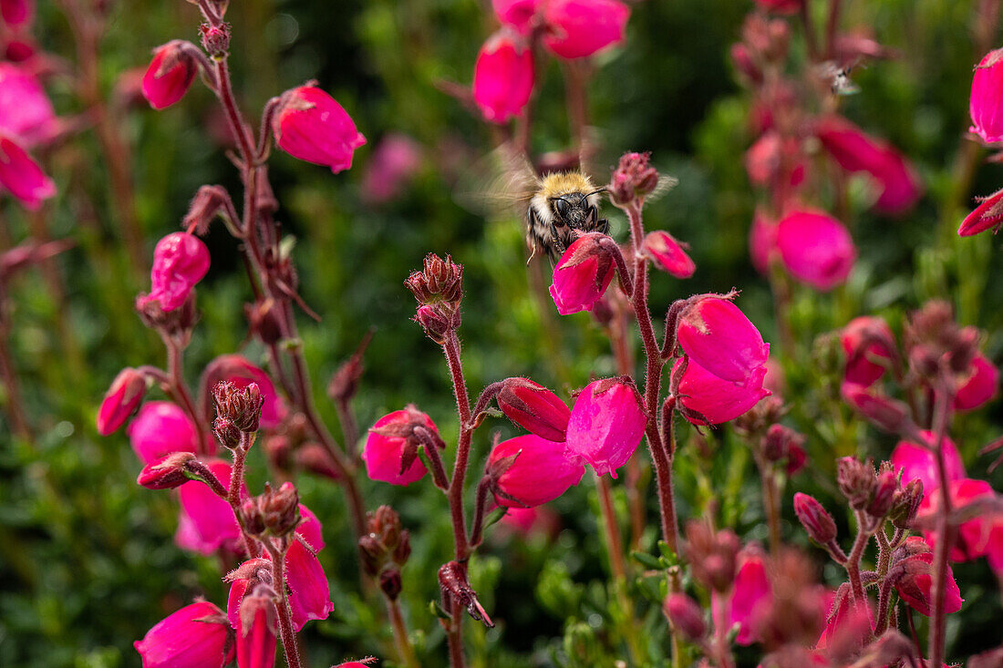 Daboecia cantabrica 'Andrea'