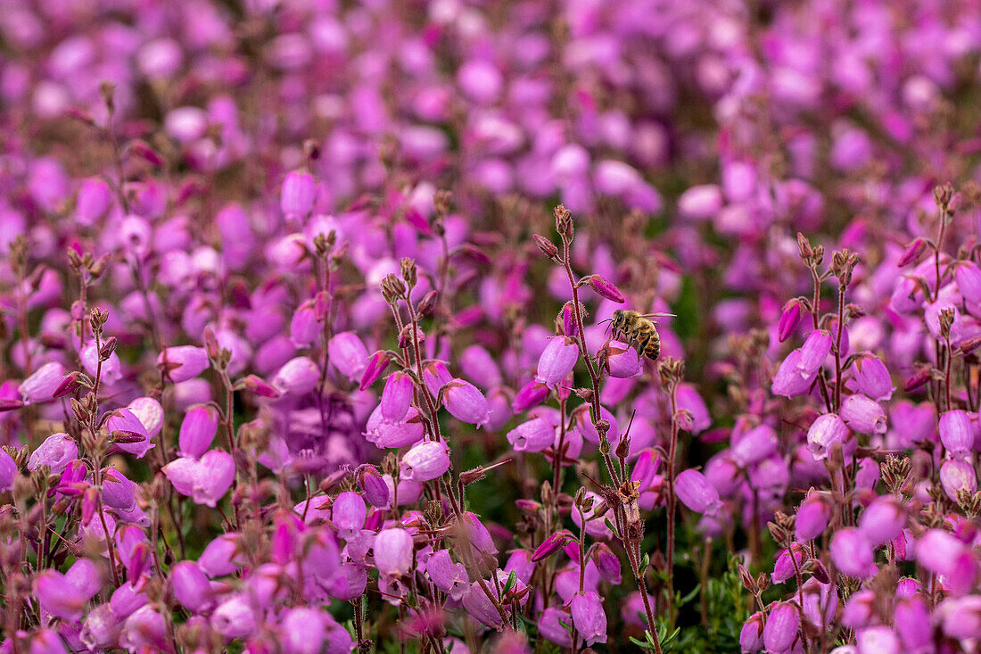 Daboecia cantabrica 'Lisa'