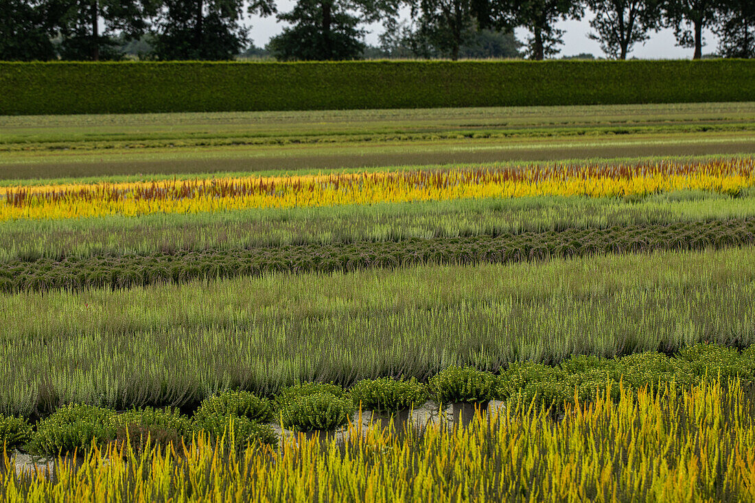 heather crops