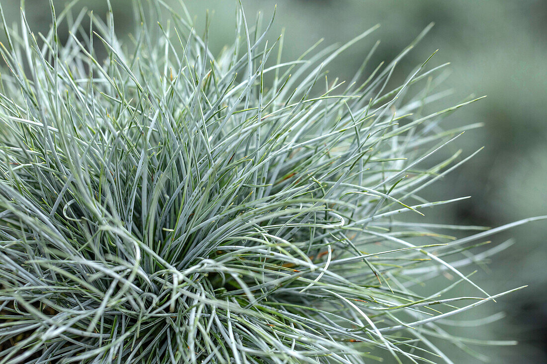 Festuca cinerea 'Glaucantha'