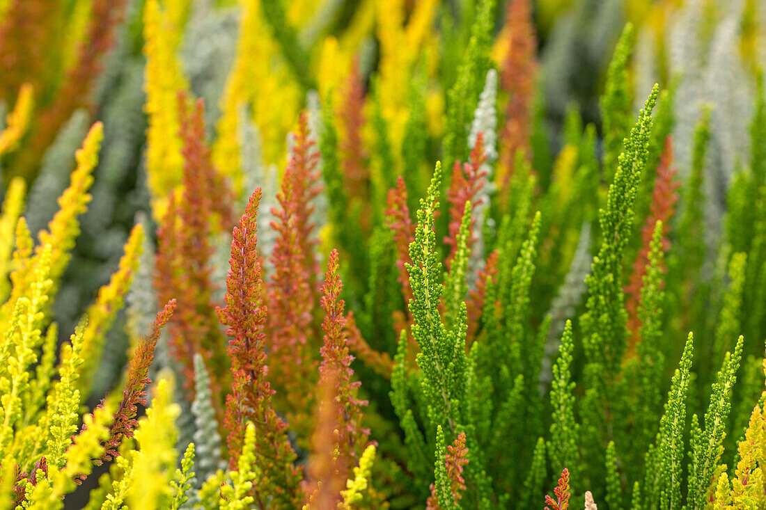 Calluna vulgaris Sunset Girls®