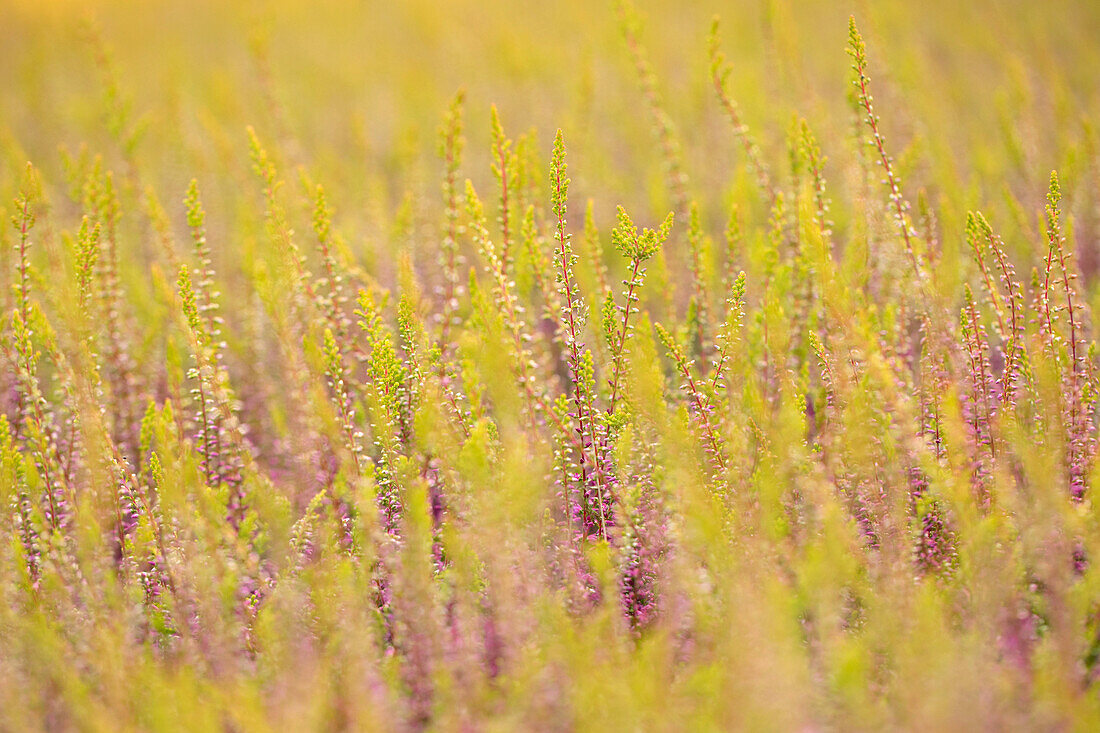 Calluna vulgaris Gardengirls®