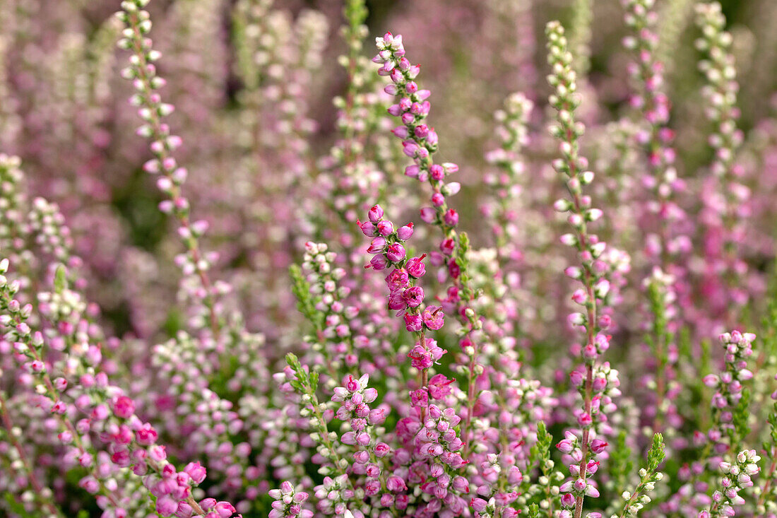 Calluna vulgaris 'Dark Star'