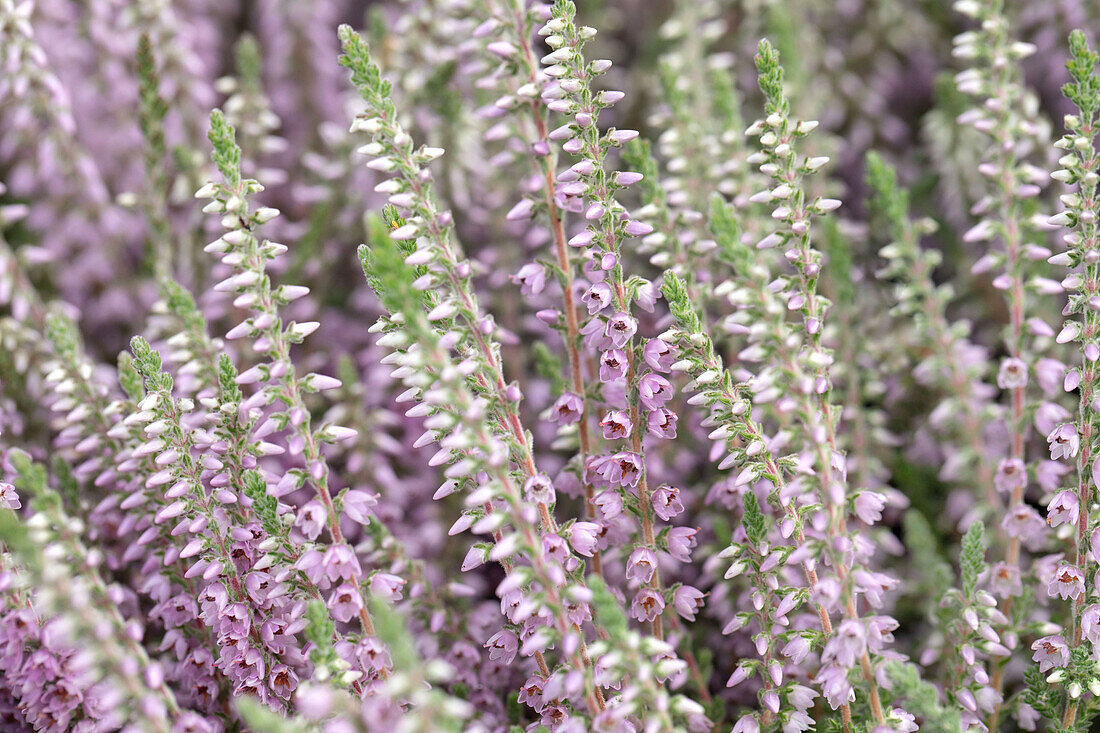 Calluna vulgaris Silver Knight