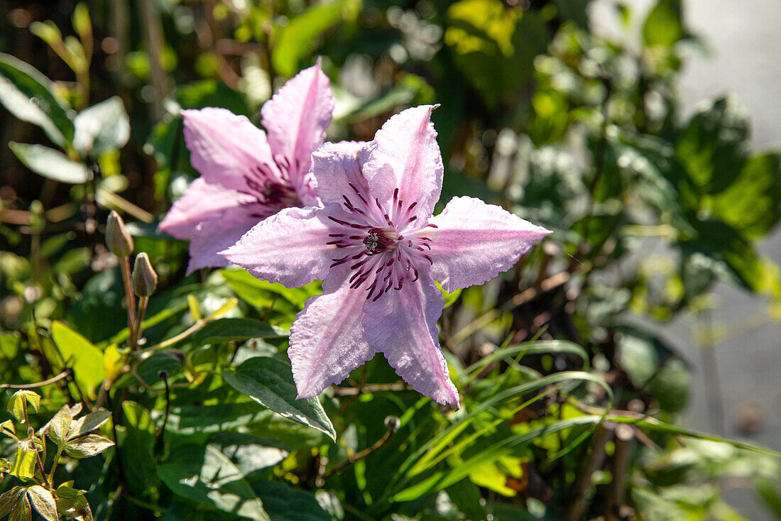 Clematis 'John Paul II'