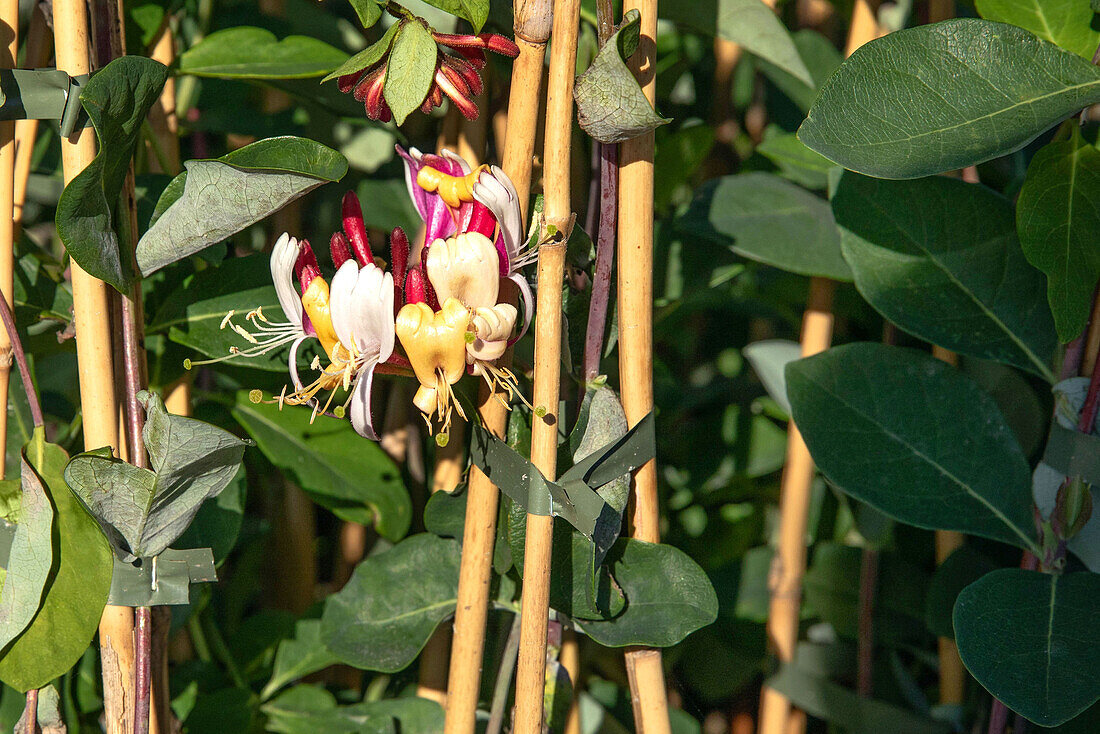 Lonicera x brownii 'Dropmore Scarlet'