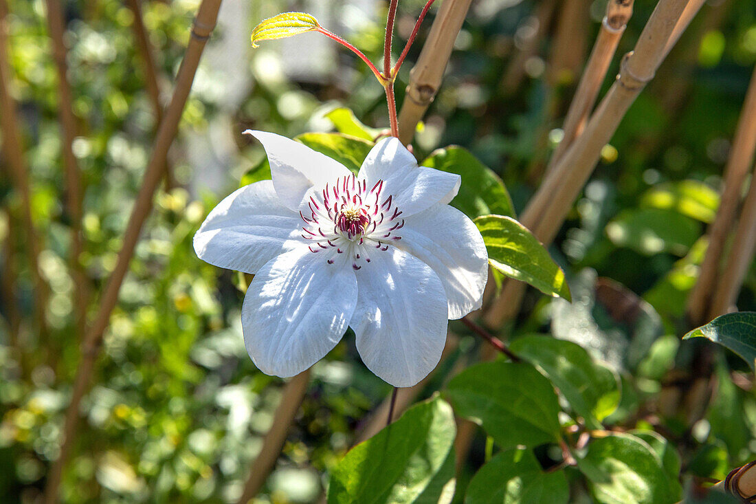 Clematis 'Miss Bateman