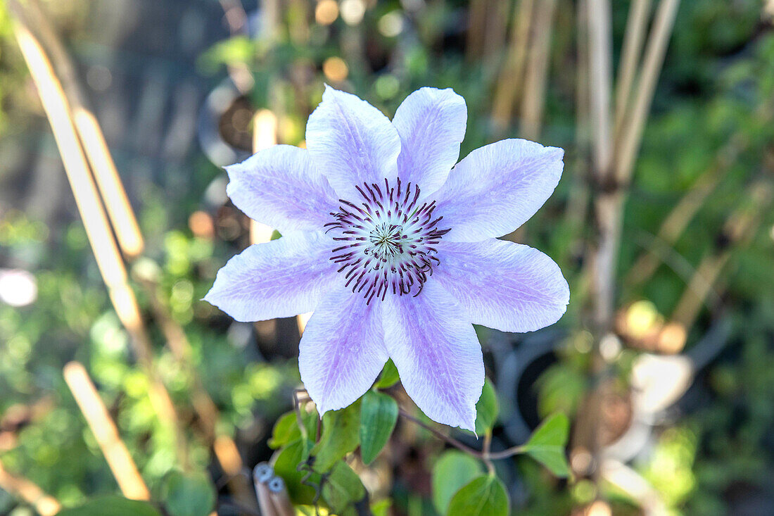 Clematis 'Nelly Moser'