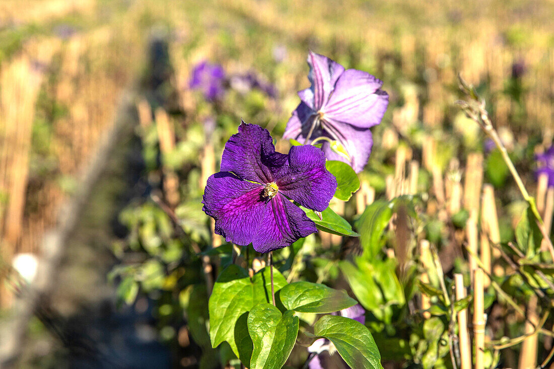 Clematis 'Jackmanii'