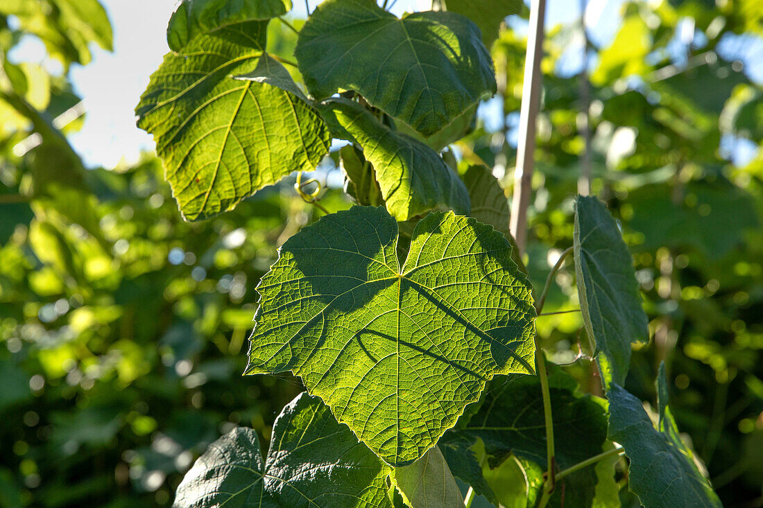 Vitis vinifera 'Erdbeertraube'