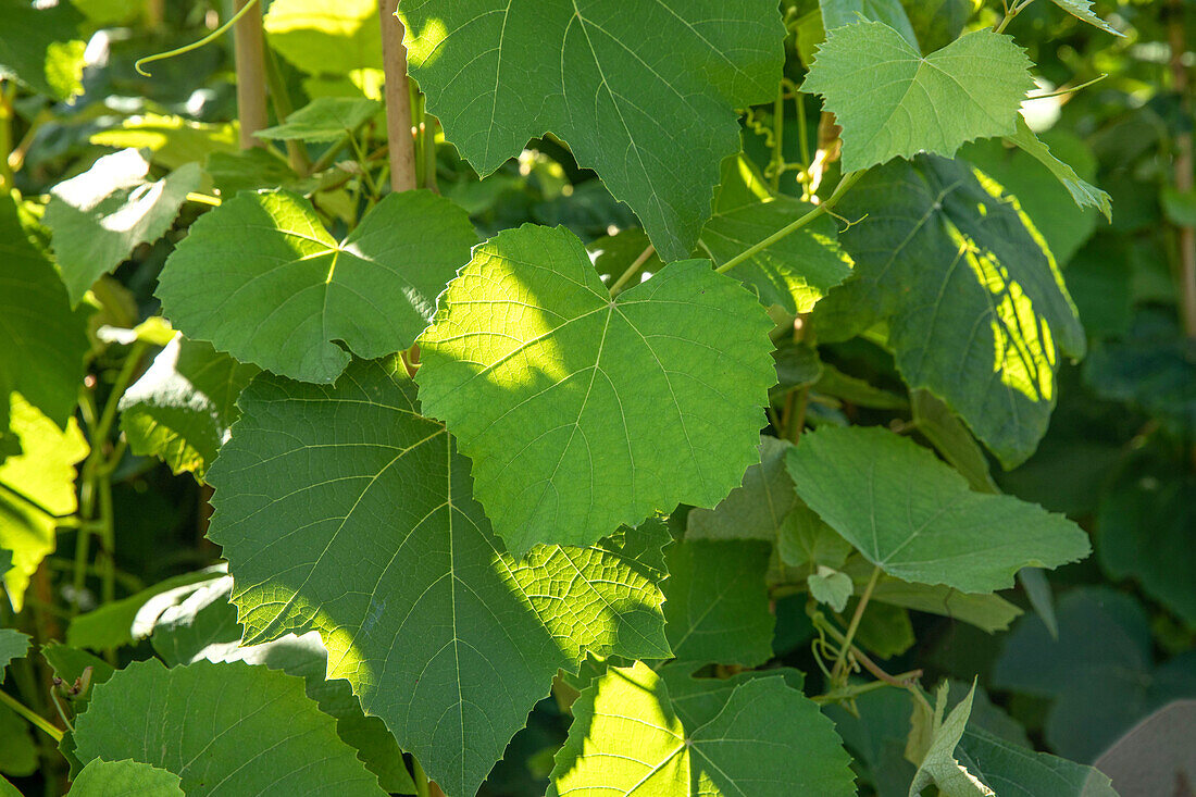 Vitis vinifera 'Erdbeertraube'