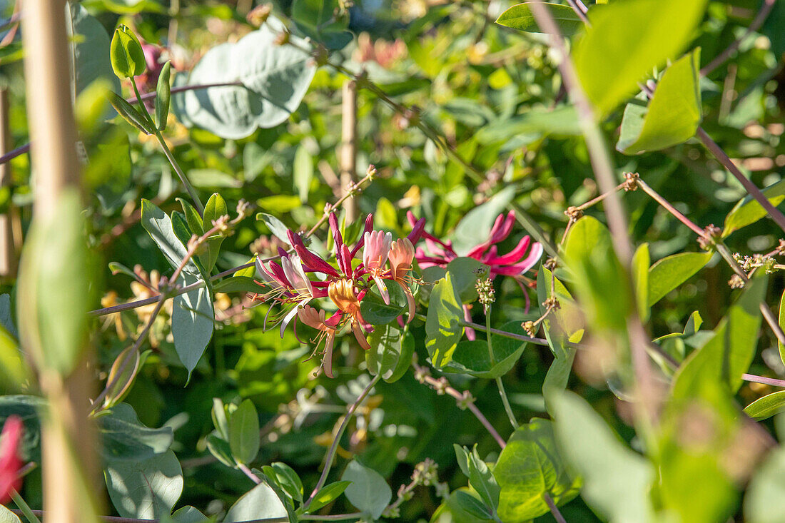 Lonicera caprifolium