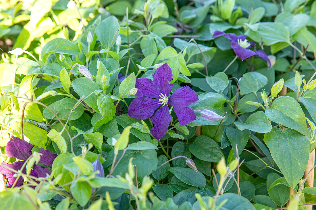 Clematis viticella 'Etoile Violette'