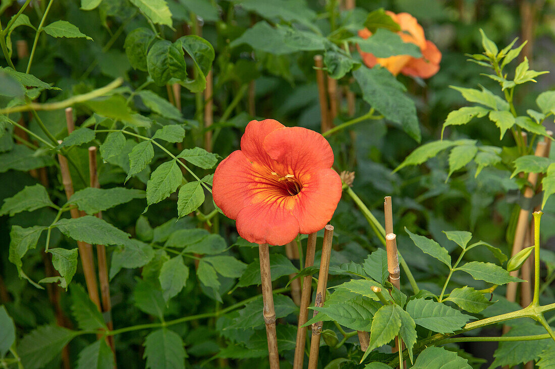 Campsis x tagliabuana 'Madame Galen' Campsis x tagliabuana Madame Galen