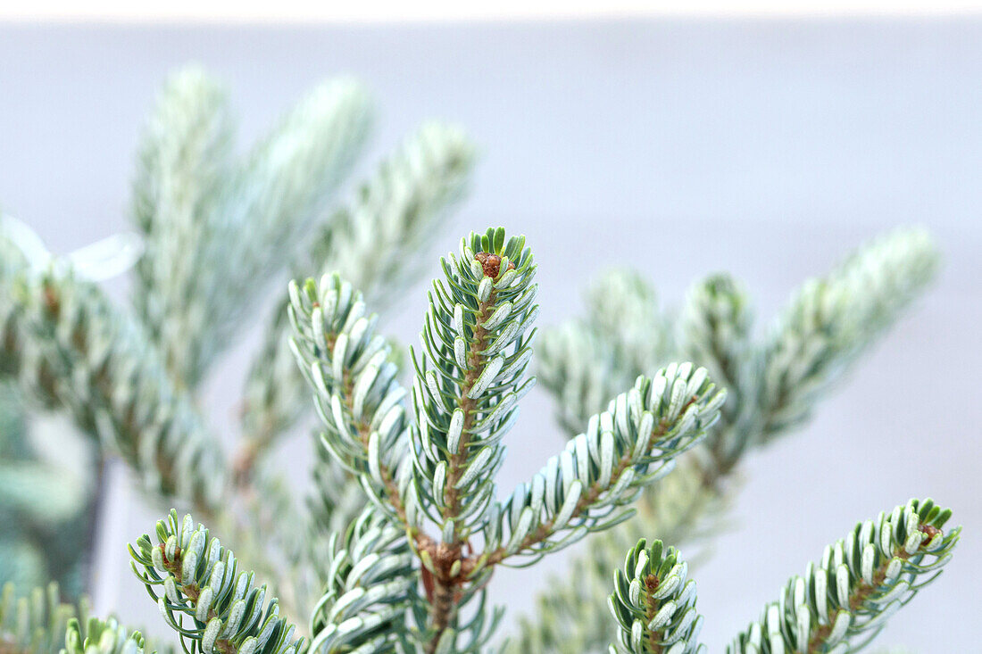 Abies koreana Silver Star