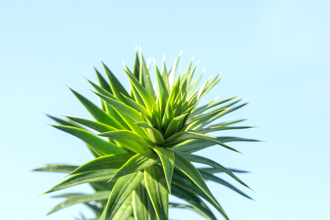 Araucaria araucana