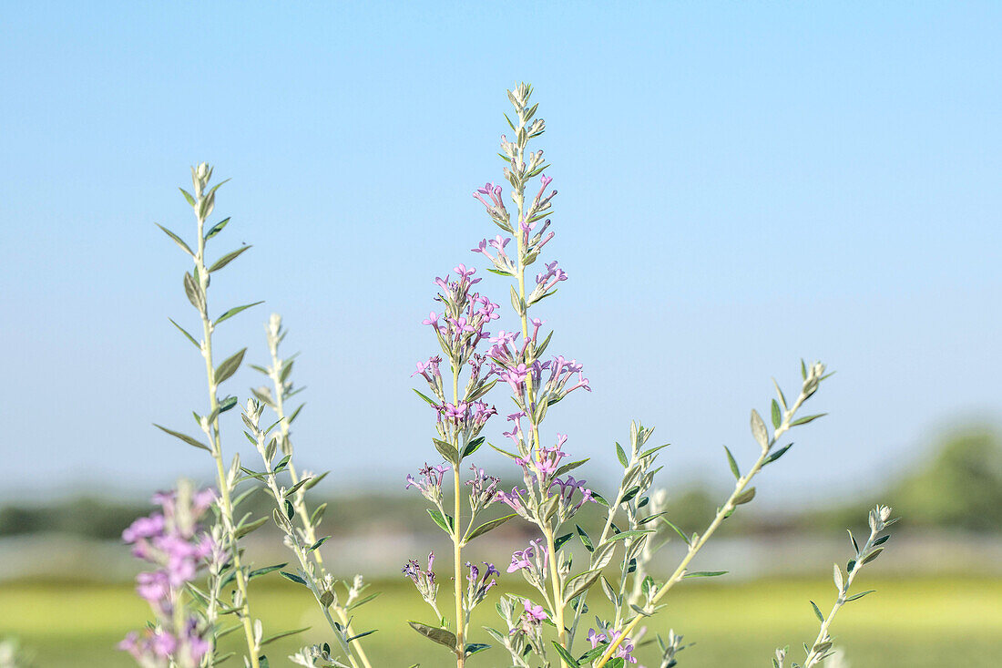 Buddleja alternifolia