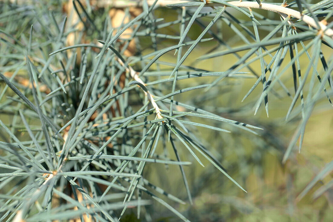 Cedrus deodara