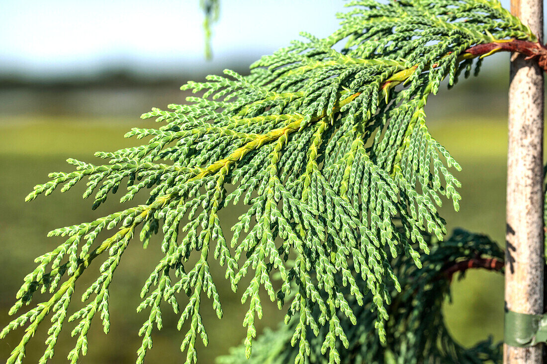 Chamaecyparis nootkatensis 'Pendula'