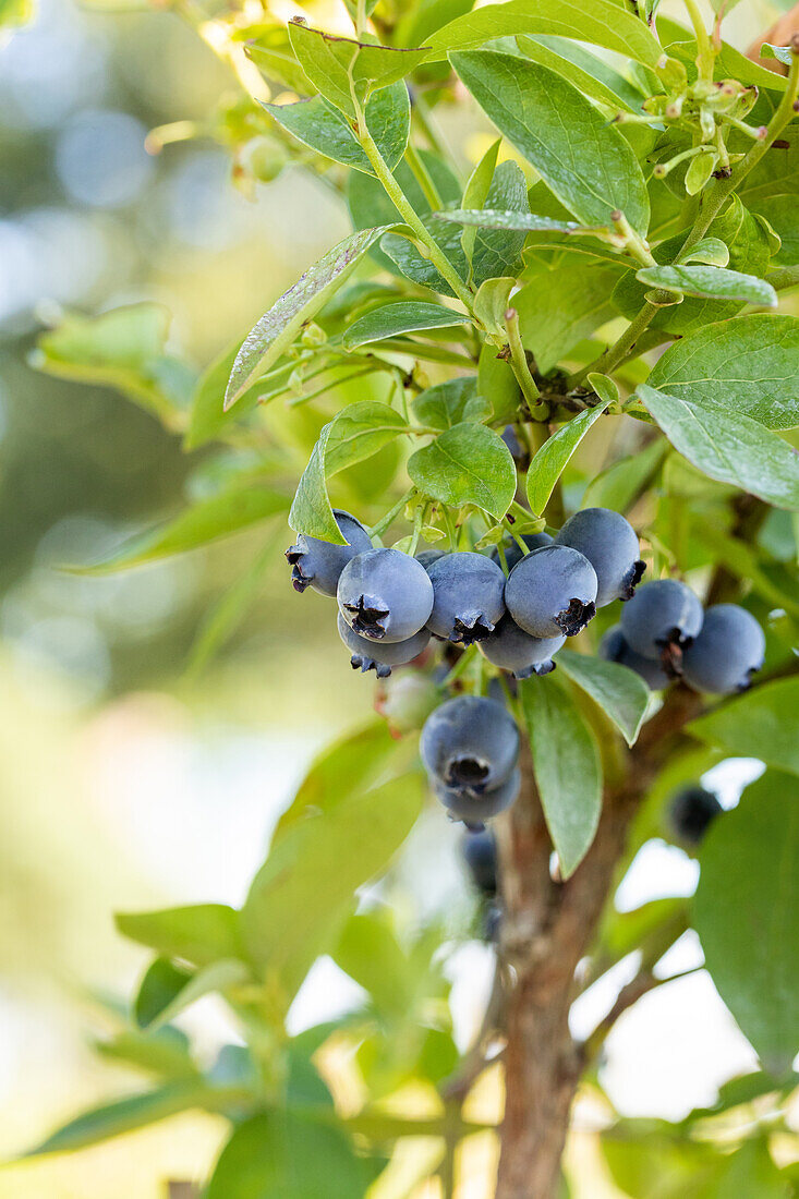 Vaccinium corymbosum 'Blue Jay'