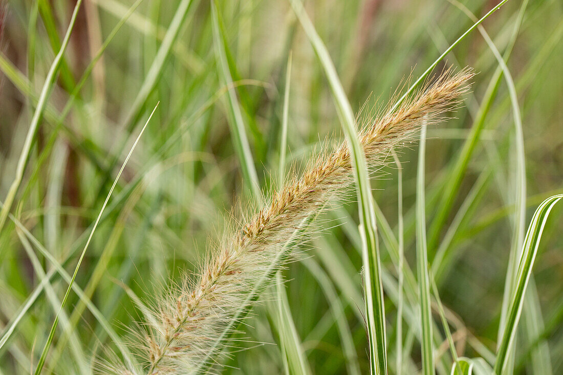 Pennisetum 'Skyrocket'