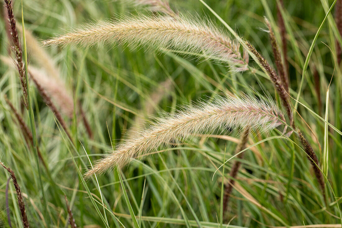 Pennisetum 'Skyrocket'