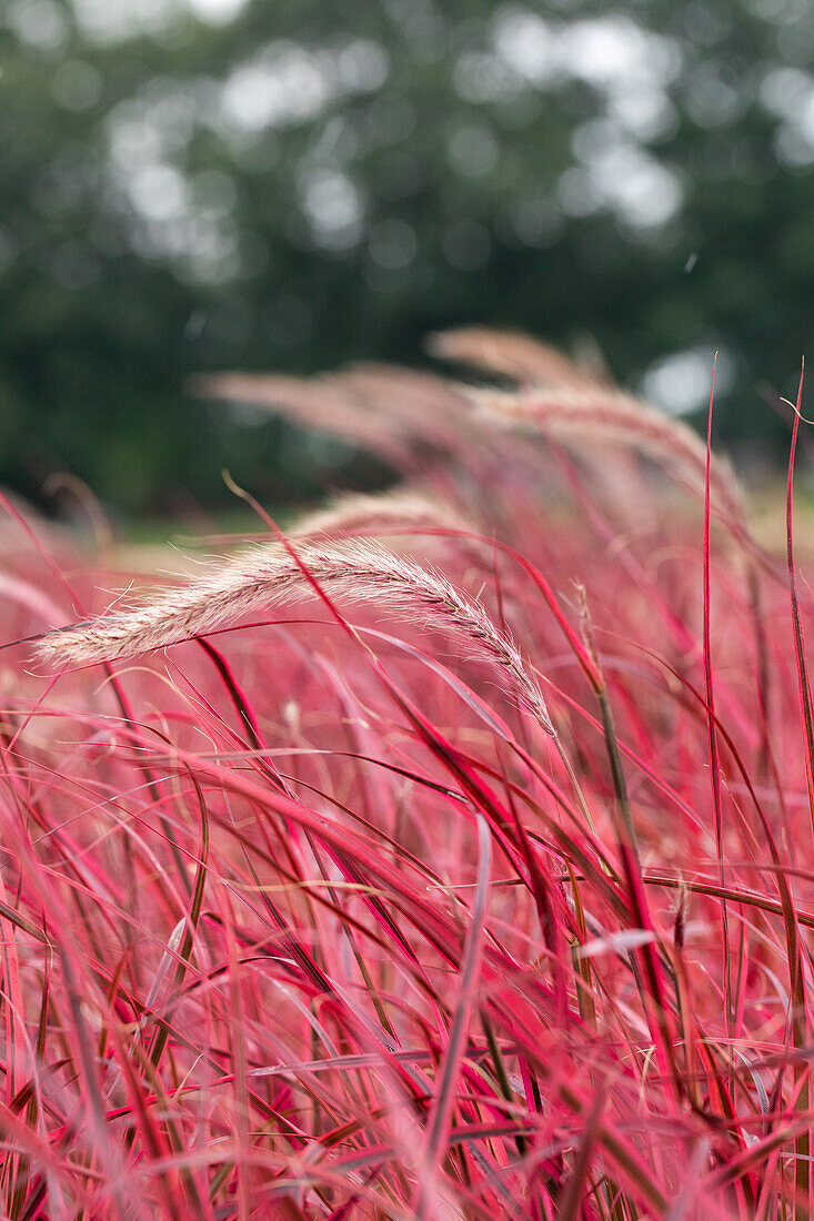 Pennisetum setaceum 'Fireworks'(s)