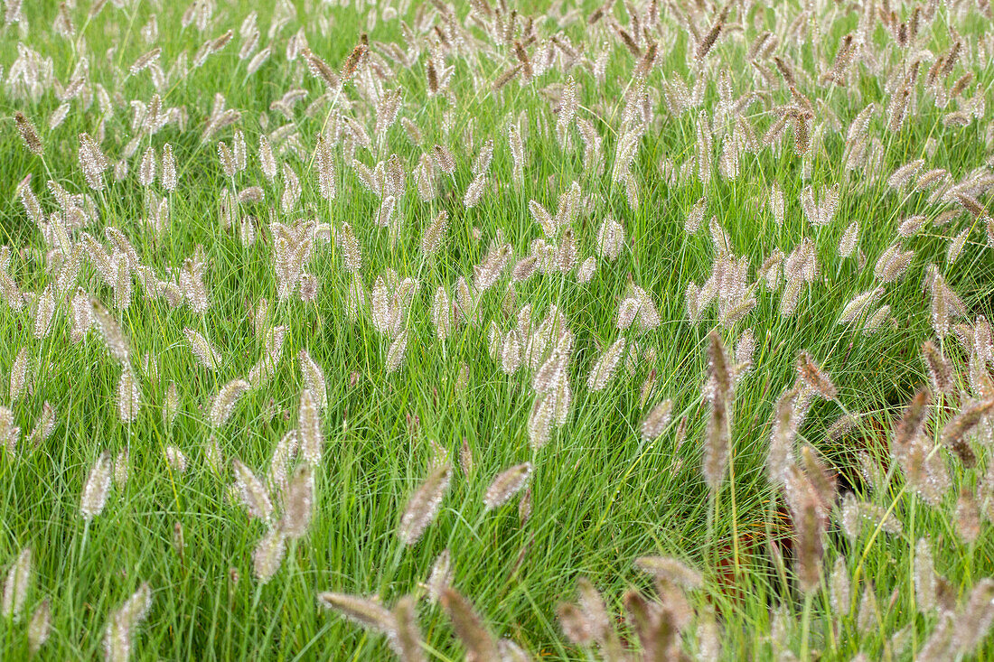 Pennisetum alopecuroides 'Hamelin