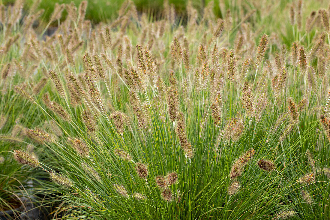 Pennisetum alopecuroides 'Hameln'