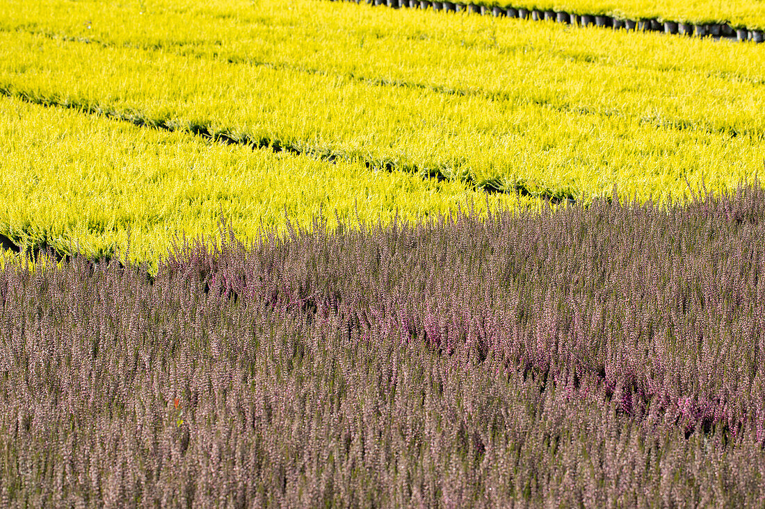 Heathland in a nursery