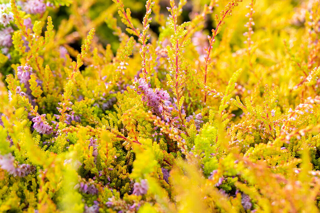 Calluna vulgaris 'Let it Bee'