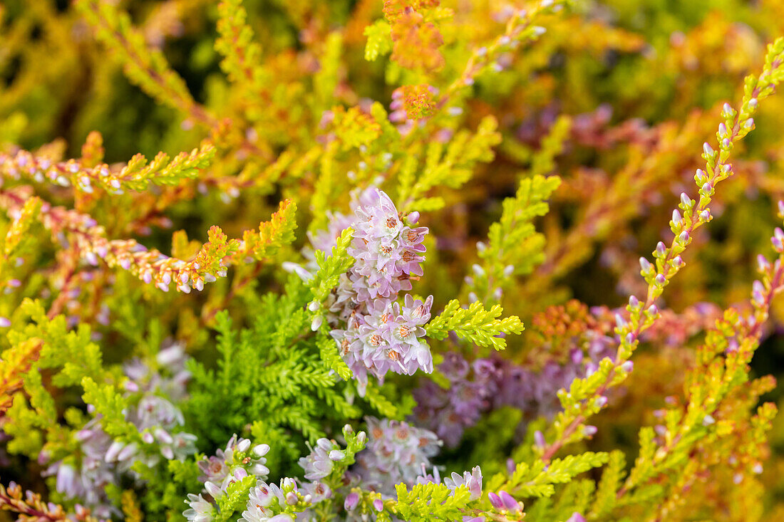 Calluna vulgaris 'Let it Bee'