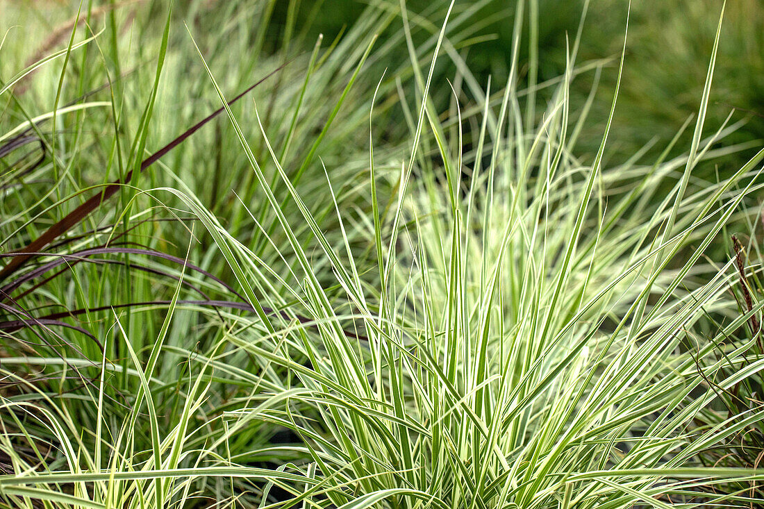 Carex morrowii