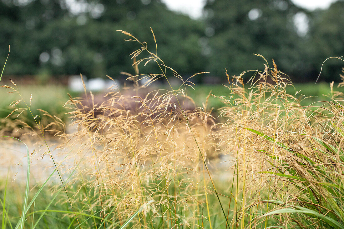 Panicum virgatum