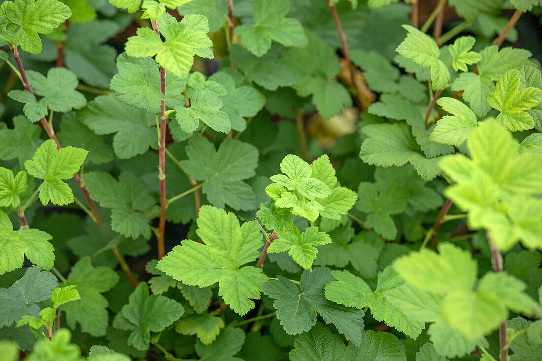 Ribes sanguineum 'King Edward VII'