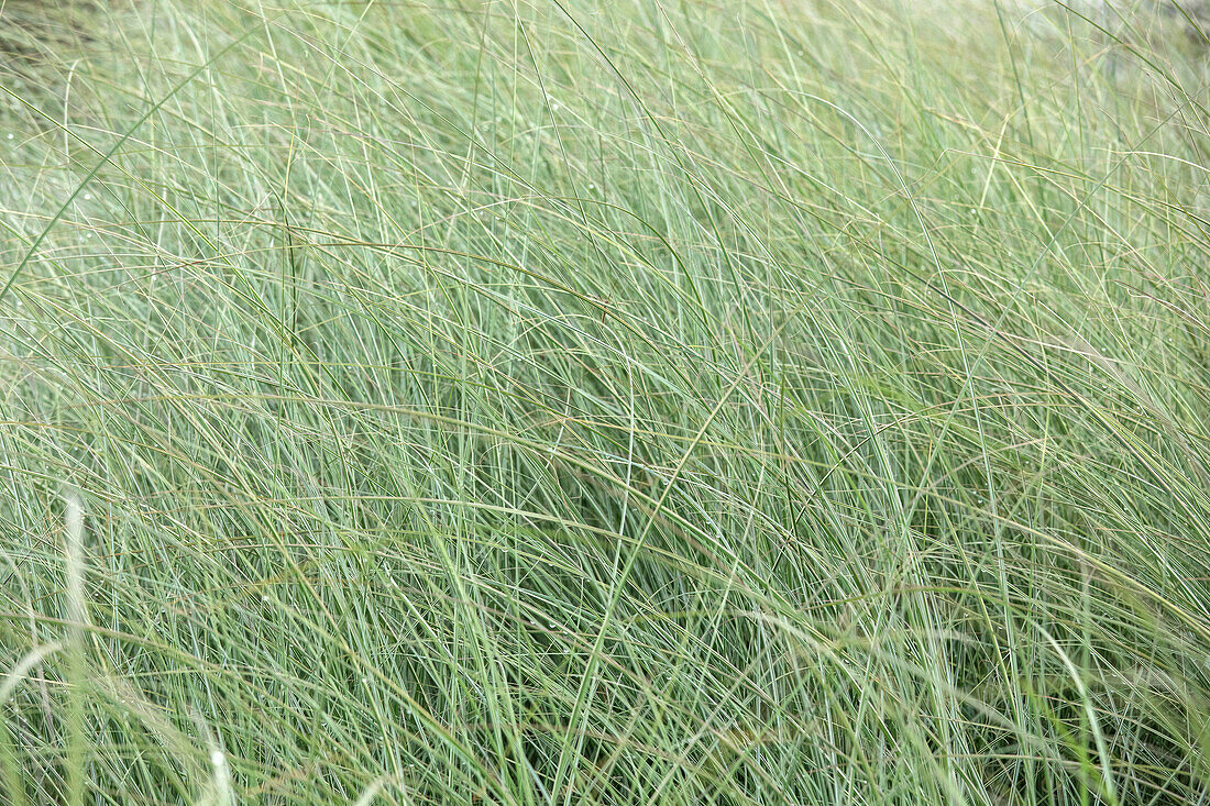 Grasses