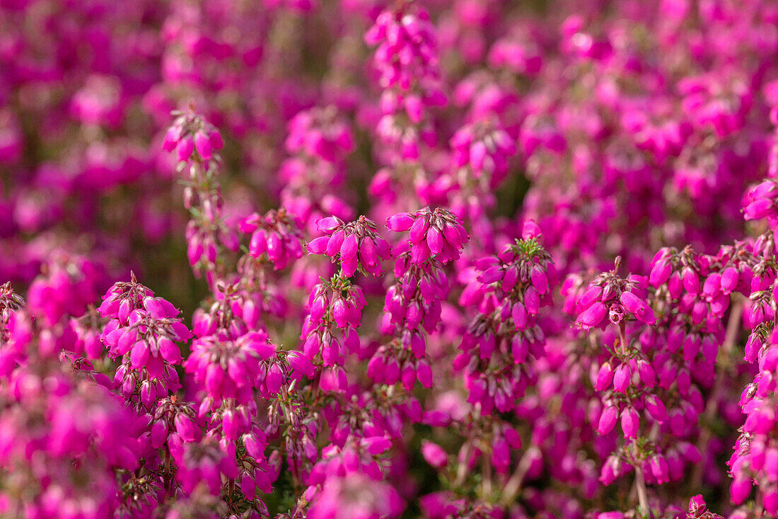 Erica cinerea 'Red leprechaun